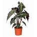  Alocasia amazonica Indoor Plant
